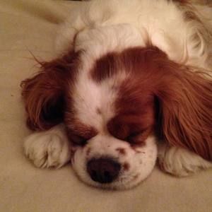 Meet your Posher, Joyce